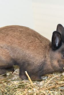 Twix – Zwergkaninchen, Männchen, 5 Monate, 90537 Feucht – Foto 5