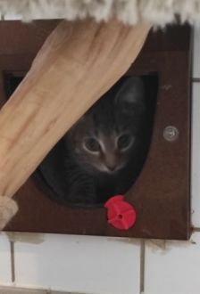 Grizu – EKH, Männchen, 4 Monate, 97074 Würzburg – Foto 1