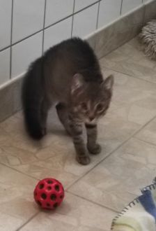 Grizu – EKH, Männchen, 4 Monate, 97074 Würzburg – Foto 2
