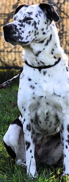Sephora – Dogo Argentino-Dalmatiner-Mix, Weibchen, 4 Jahre 3 Monate, 70195 Stuttgart-Botnang – Foto 1