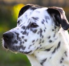Sephora – Dogo Argentino-Dalmatiner-Mix, Weibchen, 4 Jahre 3 Monate, 70195 Stuttgart-Botnang – Foto 2