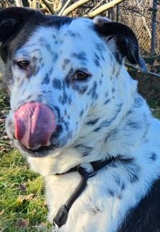 Sephora – Dogo Argentino-Dalmatiner-Mix, Weibchen, 4 Jahre 3 Monate, 70195 Stuttgart-Botnang – Foto 3