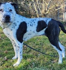 Sephora – Dogo Argentino-Dalmatiner-Mix, Weibchen, 4 Jahre 3 Monate, 70195 Stuttgart-Botnang – Foto 4