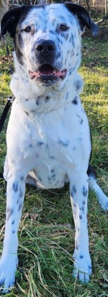 Sephora – Dogo Argentino-Dalmatiner-Mix, Weibchen, 4 Jahre 3 Monate, 70195 Stuttgart-Botnang – Foto 5