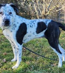 Sephora – Dogo Argentino-Dalmatiner-Mix, Weibchen, 4 Jahre 3 Monate, 70195 Stuttgart-Botnang – Foto 6