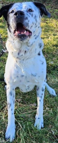 Sephora – Dogo Argentino-Dalmatiner-Mix, Weibchen, 4 Jahre 3 Monate, 70195 Stuttgart-Botnang – Foto 7