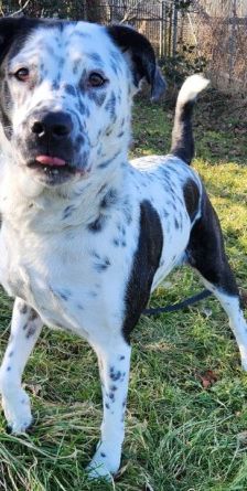 Sephora – Dogo Argentino-Dalmatiner-Mix, Weibchen, 4 Jahre 3 Monate, 70195 Stuttgart-Botnang – Foto 8