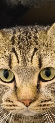 Bardok – Katze, Männchen, 1 Jahr, 28357 Bremen – Foto 1