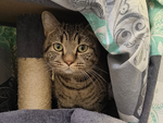 Bardok – Katze, Männchen, 1 Jahr, 28357 Bremen – Foto 2