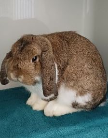 Franz – Widder-Kaninchen, Männchen, Alter unbekannt, 70195 Stuttgart-Botnang – Foto 1