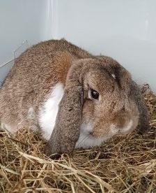 Franz – Widder-Kaninchen, Männchen, Alter unbekannt, 70195 Stuttgart-Botnang – Foto 2