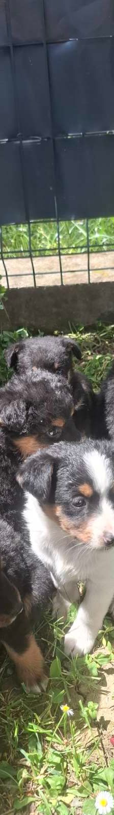 Murmel – Mischling, Männchen, Alter unbekannt, Nordic Strays e.V. – Foto 1