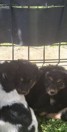 Murmel – Mischling, Männchen, Alter unbekannt, Nordic Strays e.V. – Foto 2