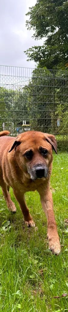 Maci – Mischling, Männchen, Alter unbekannt, 37520 Osterode – Foto 1