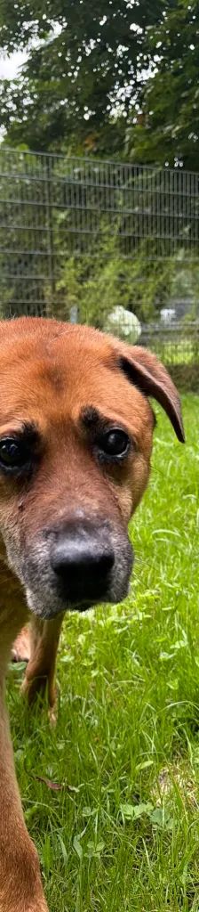 Maci – Mischling, Männchen, Alter unbekannt, 37520 Osterode – Foto 2