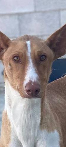 Jasper – Podenco, Männchen, 3 Jahre, 65520 Bad Camberg – Foto 1