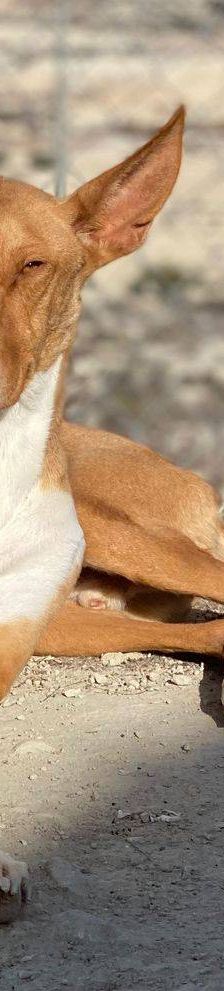 Jasper – Podenco, Männchen, 3 Jahre, 65520 Bad Camberg – Foto 2
