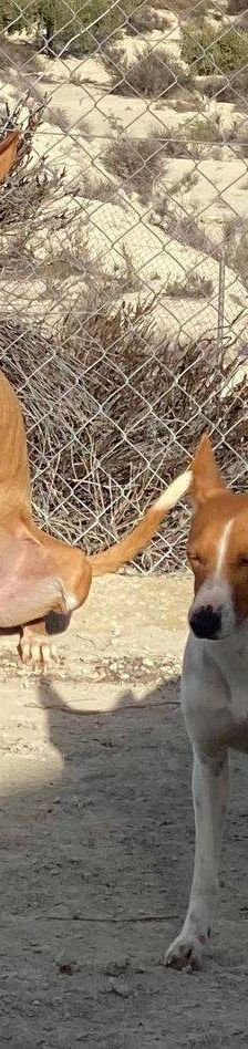 Jasper – Podenco, Männchen, 3 Jahre, 65520 Bad Camberg – Foto 11