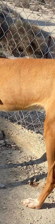 Jasper – Podenco, Männchen, 3 Jahre, 65520 Bad Camberg – Foto 12