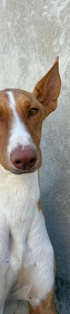 Jasper – Podenco, Männchen, 3 Jahre, 65520 Bad Camberg – Foto 13