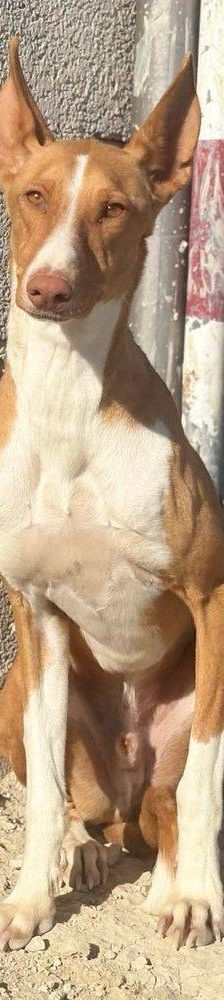 Jasper – Podenco, Männchen, 3 Jahre, 65520 Bad Camberg – Foto 15