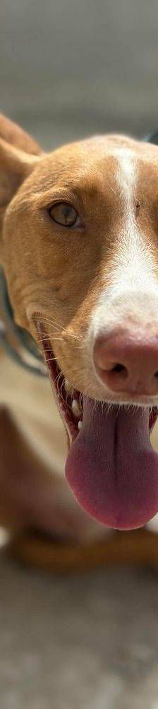 Jasper – Podenco, Männchen, 3 Jahre, 65520 Bad Camberg – Foto 16