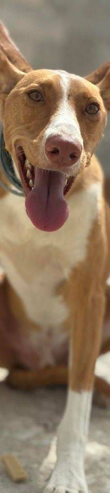 Jasper – Podenco, Männchen, 3 Jahre, 65520 Bad Camberg – Foto 17