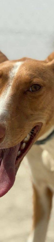 Jasper – Podenco, Männchen, 3 Jahre, 65520 Bad Camberg – Foto 18