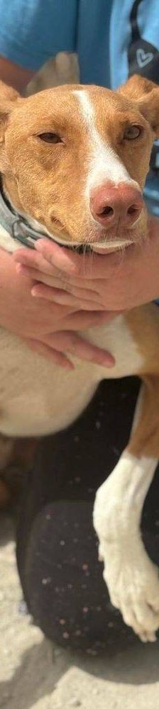 Jasper – Podenco, Männchen, 3 Jahre, 65520 Bad Camberg – Foto 19