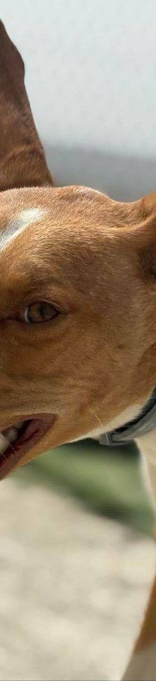 Jasper – Podenco, Männchen, 3 Jahre, 65520 Bad Camberg – Foto 20