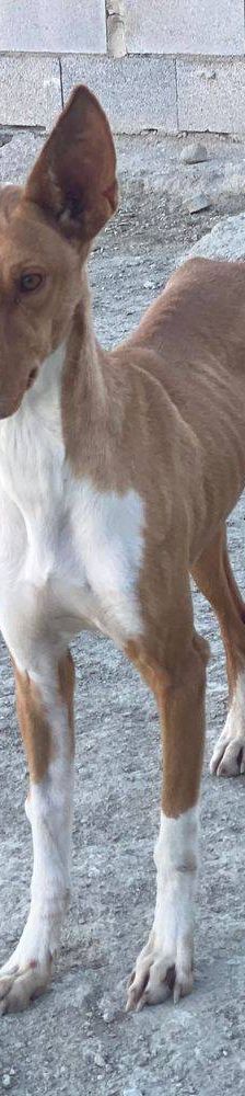 Jasper – Podenco, Männchen, 3 Jahre, 65520 Bad Camberg – Foto 3
