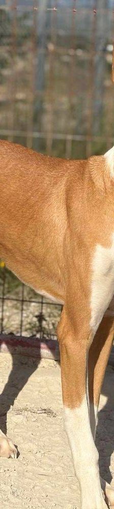 Jasper – Podenco, Männchen, 3 Jahre, 65520 Bad Camberg – Foto 21