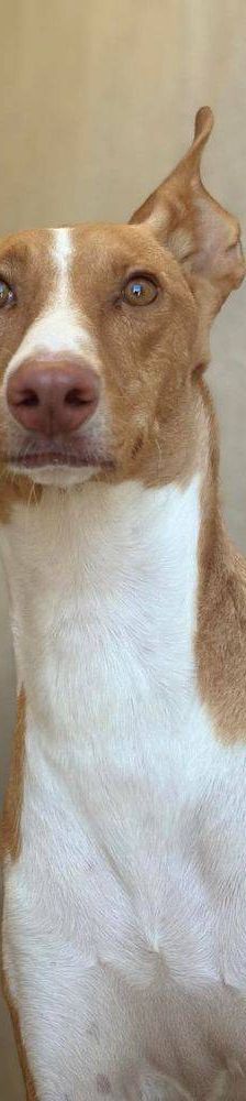 Jasper – Podenco, Männchen, 3 Jahre, 65520 Bad Camberg – Foto 22