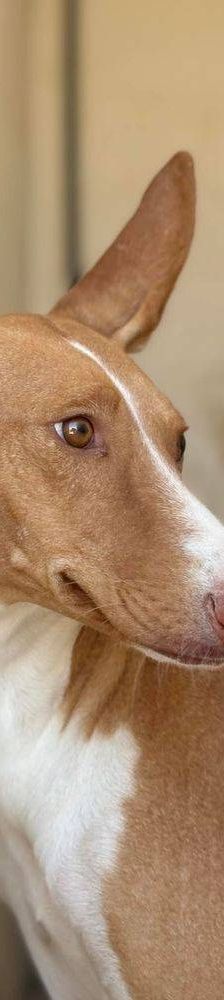 Jasper – Podenco, Männchen, 3 Jahre, 65520 Bad Camberg – Foto 23