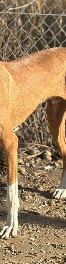 Jasper – Podenco, Männchen, 3 Jahre, 65520 Bad Camberg – Foto 24
