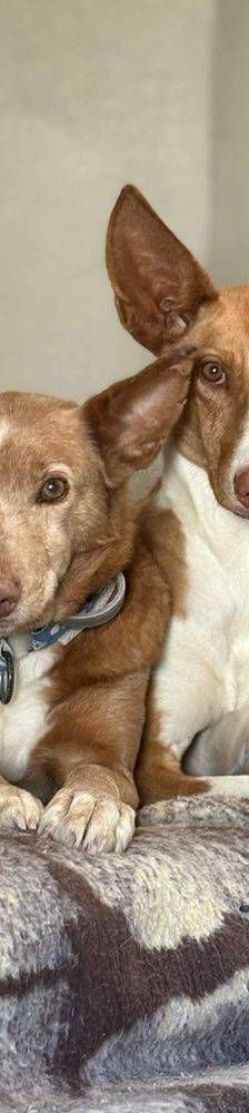 Jasper – Podenco, Männchen, 3 Jahre, 65520 Bad Camberg – Foto 25