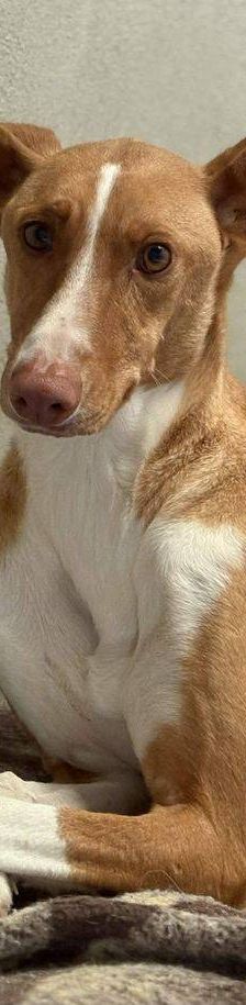 Jasper – Podenco, Männchen, 3 Jahre, 65520 Bad Camberg – Foto 26