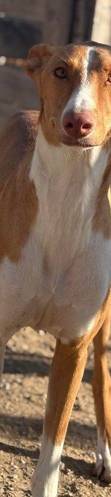 Jasper – Podenco, Männchen, 3 Jahre, 65520 Bad Camberg – Foto 27