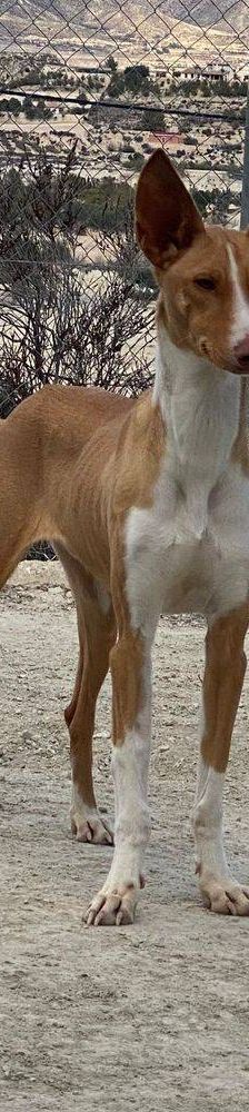Jasper – Podenco, Männchen, 3 Jahre, 65520 Bad Camberg – Foto 4