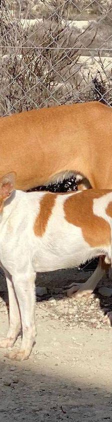 Jasper – Podenco, Männchen, 3 Jahre, 65520 Bad Camberg – Foto 5