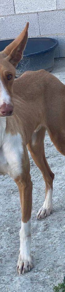 Jasper – Podenco, Männchen, 3 Jahre, 65520 Bad Camberg – Foto 6