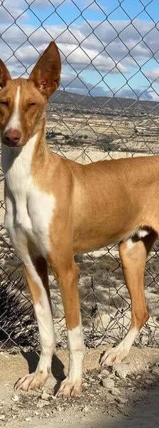 Jasper – Podenco, Männchen, 3 Jahre, 65520 Bad Camberg – Foto 7