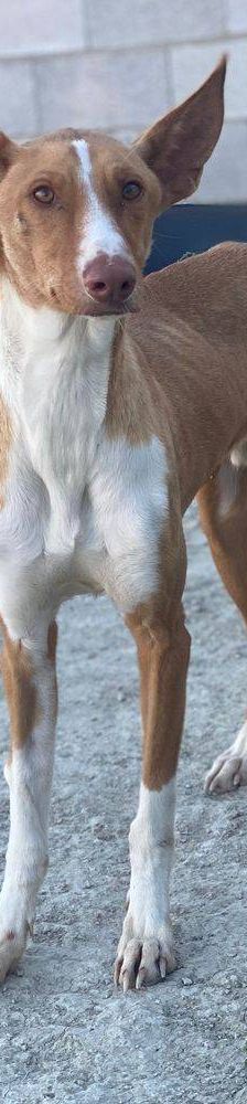 Jasper – Podenco, Männchen, 3 Jahre, 65520 Bad Camberg – Foto 8