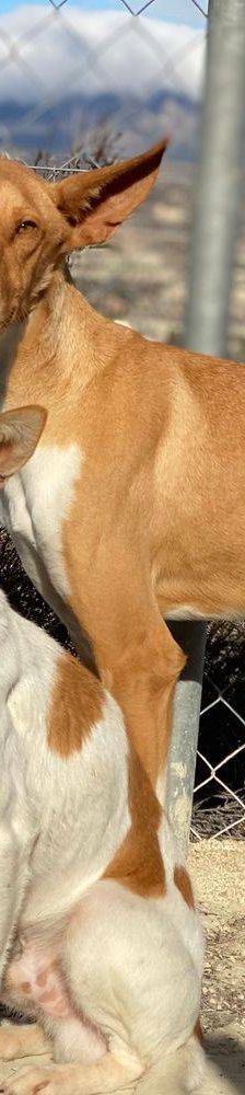 Jasper – Podenco, Männchen, 3 Jahre, 65520 Bad Camberg – Foto 9