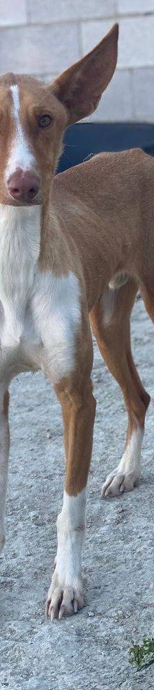 Jasper – Podenco, Männchen, 3 Jahre, 65520 Bad Camberg – Foto 10