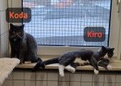 Kiro und Koda – 2 BKH Britisch Kurzhaar, Männchen, Alter unbekannt, 70195 Stuttgart-Botnang – Foto 1