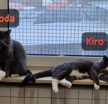 Kiro und Koda – 2 BKH Britisch Kurzhaar, Männchen, Alter unbekannt, 70195 Stuttgart-Botnang – Foto 2