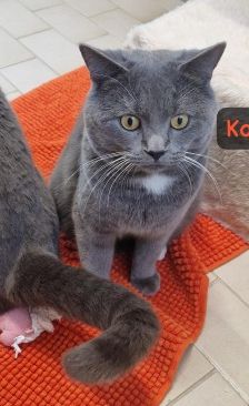 Kiro und Koda – 2 BKH Britisch Kurzhaar, Männchen, Alter unbekannt, 70195 Stuttgart-Botnang – Foto 3