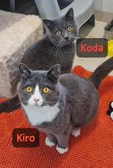 Kiro und Koda – 2 BKH Britisch Kurzhaar, Männchen, Alter unbekannt, 70195 Stuttgart-Botnang – Foto 4