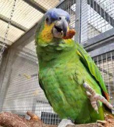 Pepe – Venezuelaamazone, Männchen, 3 Jahre, 13057 Berlin – Foto 2